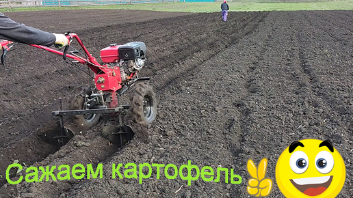 Посадка картофеля под мотоблок