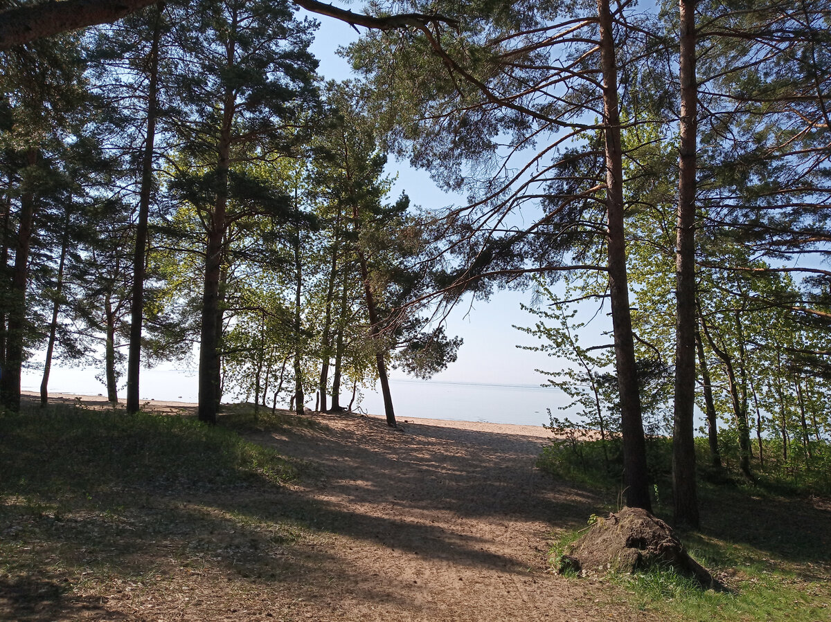 Вид на Финский залив. Поселок Комарово