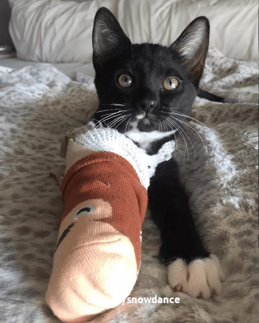 Моя кошка порезала лапу! Что делать?