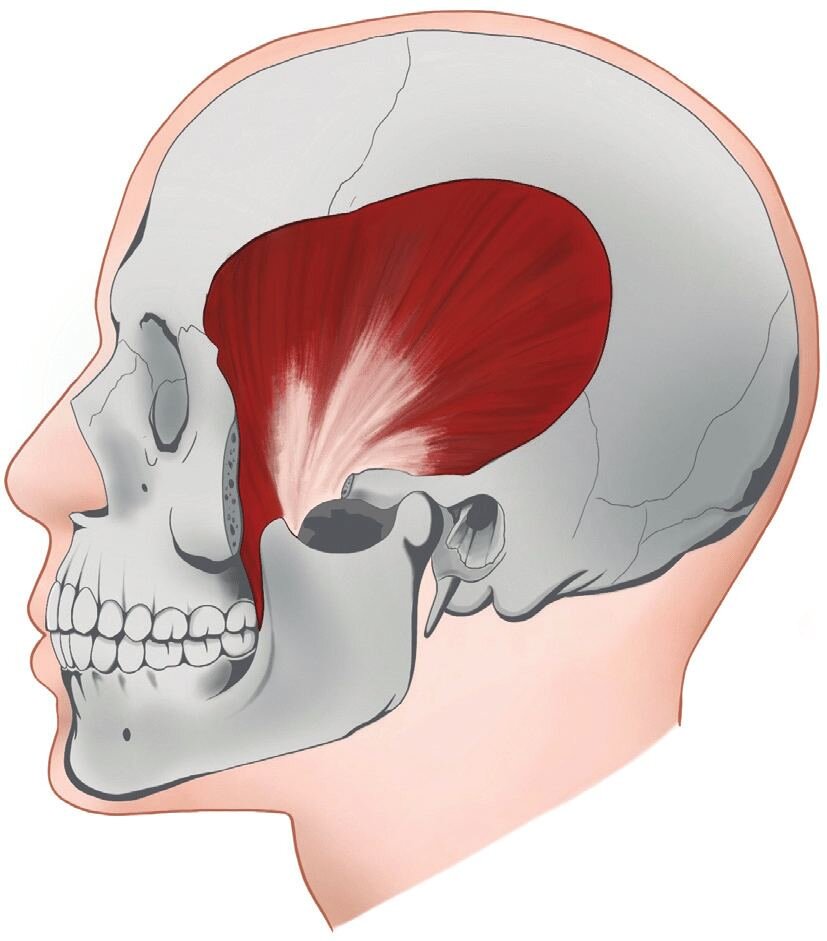 Височная мышца. Temporalis. Темпоралис оципиталис. Темпоралис мышца. Темпоралис анатомия.