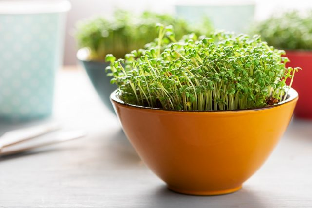 Источник: https://www.botanichka.ru/article/mikrozelen-doma-prostyie-pravila-vyirashhivaniya/