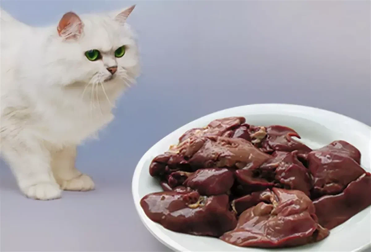 Едят ли кошек
