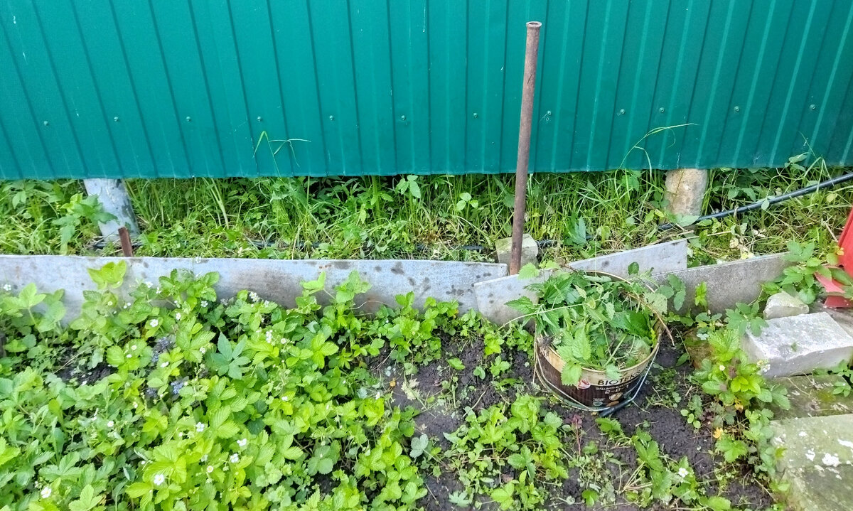 Рецепт бесплатной и эффективной подкормки для всех садовых культур из  крапивы. Первый урожай редиски и укропа 28 мая | И один на даче - воин! |  Дзен