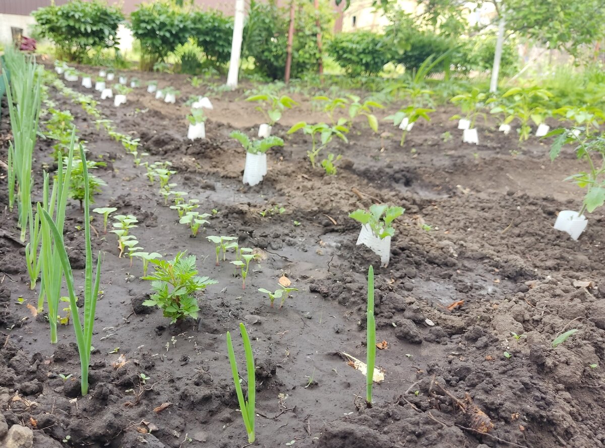 Вид на огород