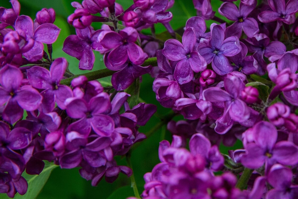 Фото: Царское Село