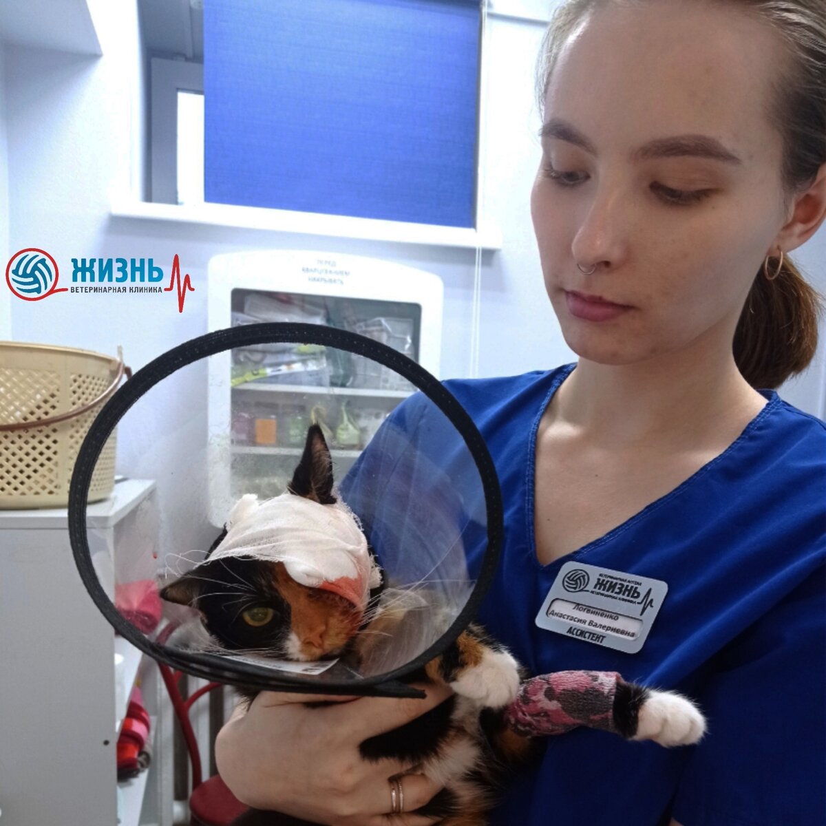 Кошка Мася. Саркома у кошек.