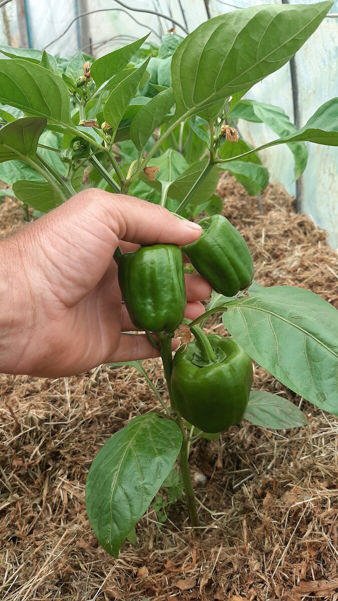 Перцы из своих семян. 