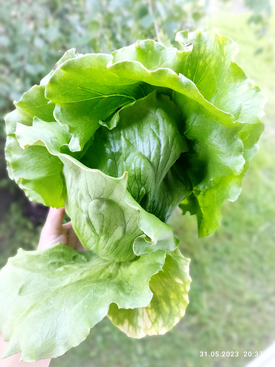 Салат Мэй Кинг, посадка и уход