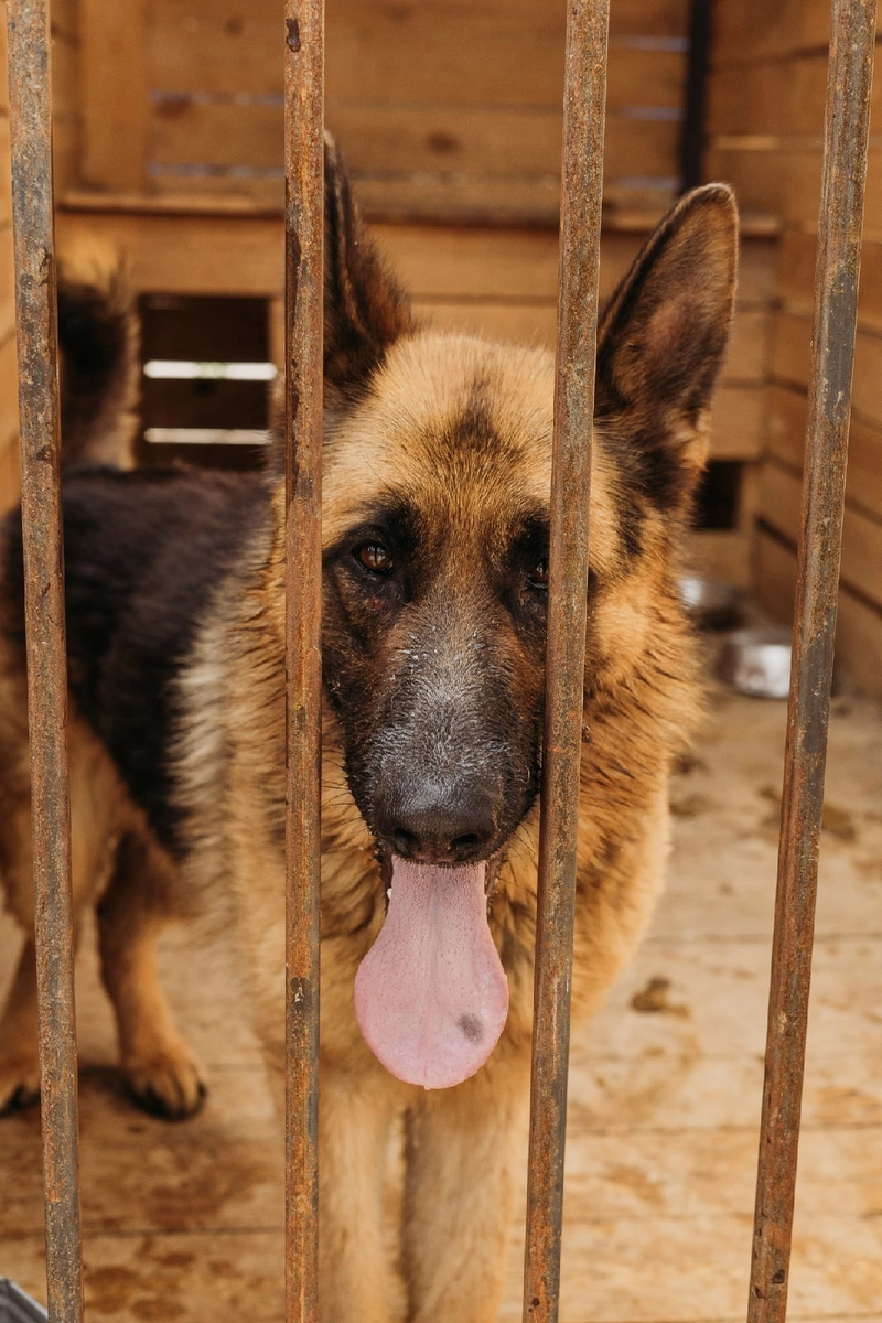 Хантер. Возраст 3 года. Чистопородный пес, немецкая овчарка с клеймом РКФ. У Хантера сложный характер, незнакомцев он встречает агрессией, не доверяет. Доверие Хантера необходимо завоевать.