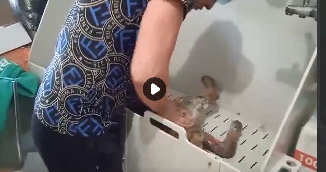 Саша моет Муху