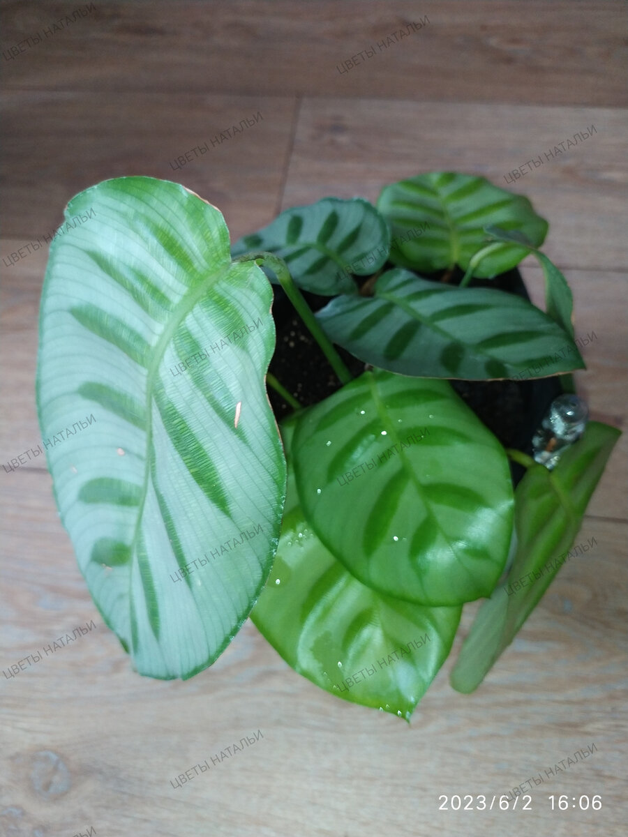 Calathea Carolina (калатея Каролина)