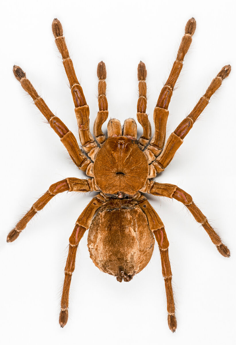 Theraphosa blondi - самый большой паук в мире. Этот вид может достигать размаха лап 28-30 см при весе 170 граммов. Он обитает в лесах Южной Америки, живет в норах и охотится на насекомых, мелких млекопитающих, птиц, летучих мышей и змей. Этот паук не опасен для человека, хотя его укус может быть болезненным. Благодаря своим размерам, Theraphosa blondi пользуется большим спросом в террариофилии. Фото: Didier Descouens, CC BY-SA 4.0, wikimedia. commons