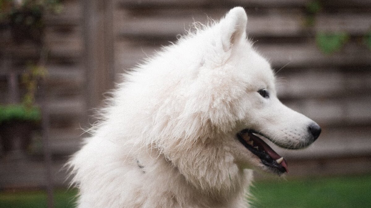 сибирский самоед. питомник самоедов ярославль. лайка самоед. почему самоеда назвали самоедом. самоедская собака почему так назвали.