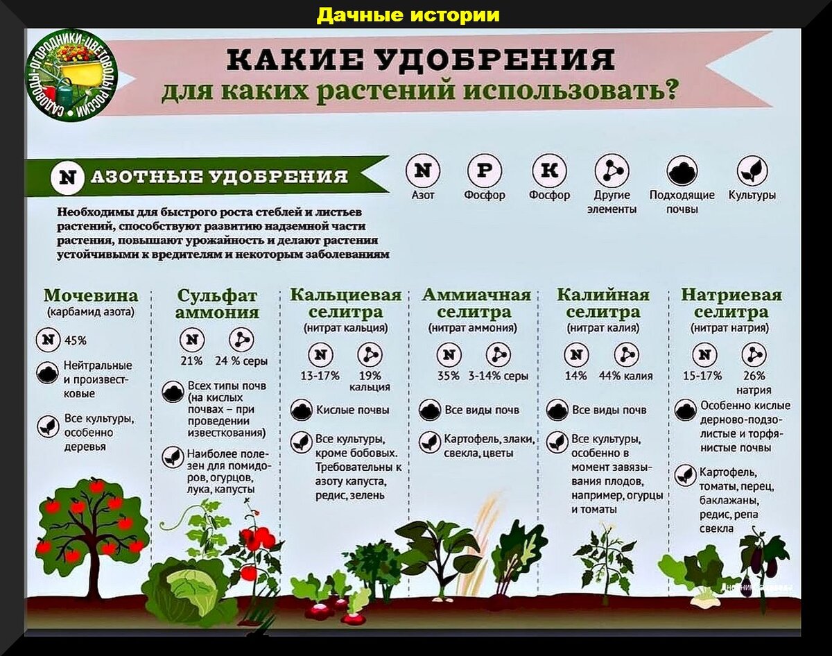 Подкормка рассады для хорошего роста и развития