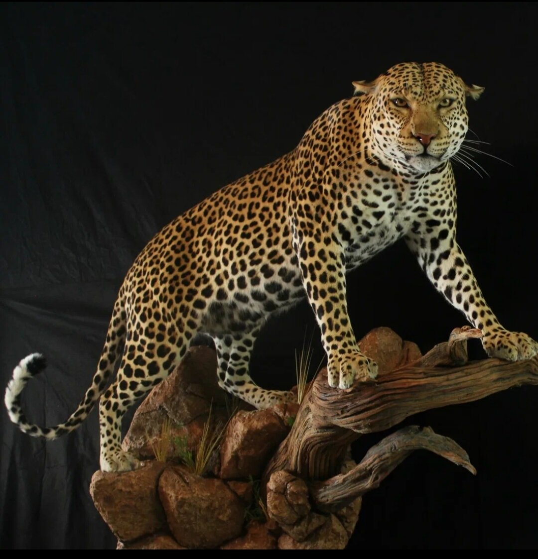 Иллюстрация из свободного доступа 