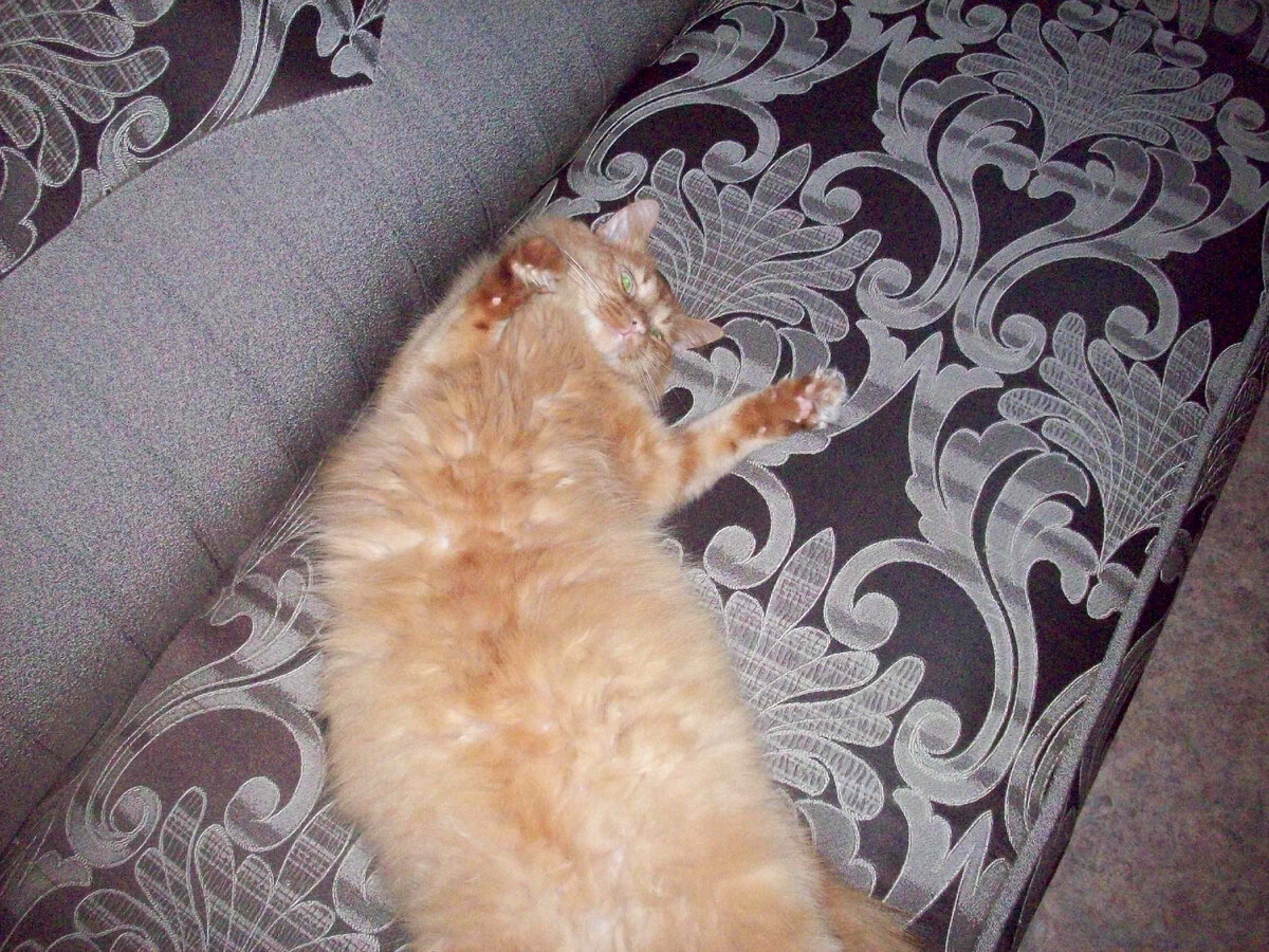 Все диваны в доме для него - красавца Филимона