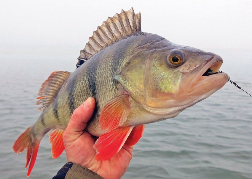 Фото из открытого источника Яндекс.Картинки