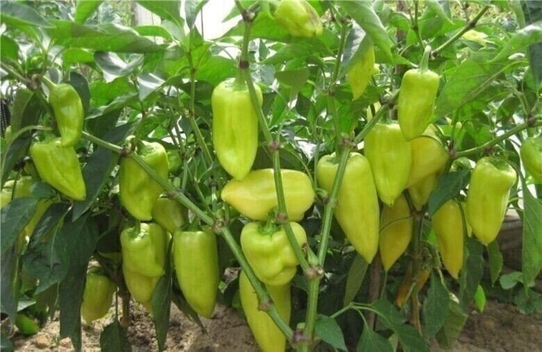 Правильно сформированный куст