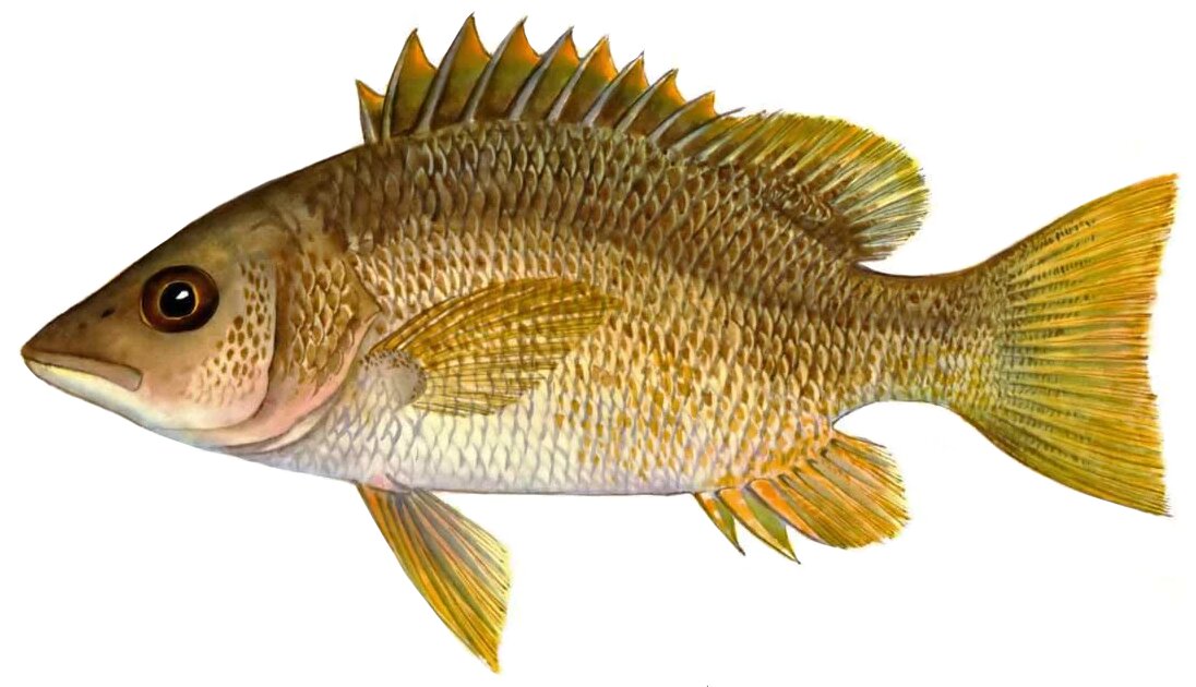Pomadasys crocro
