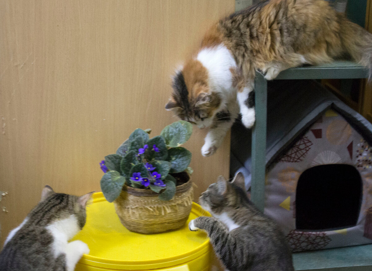 Тиффани, Юта и Техас впервые увидели фиалку