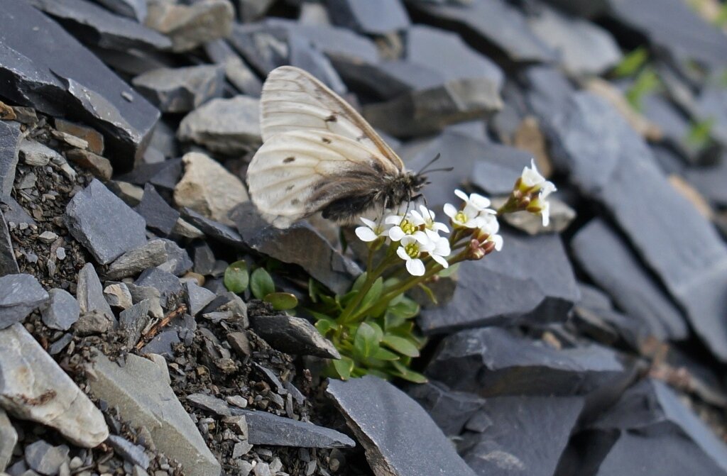 Бабочка Parnassius arcticus shavlovi
