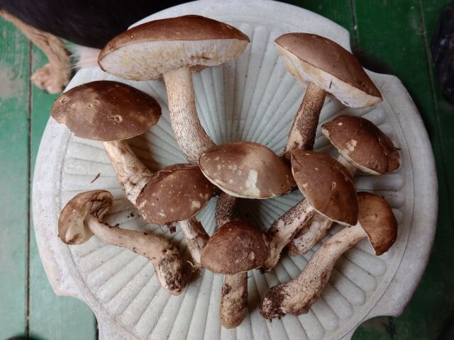 Грибными дорожками