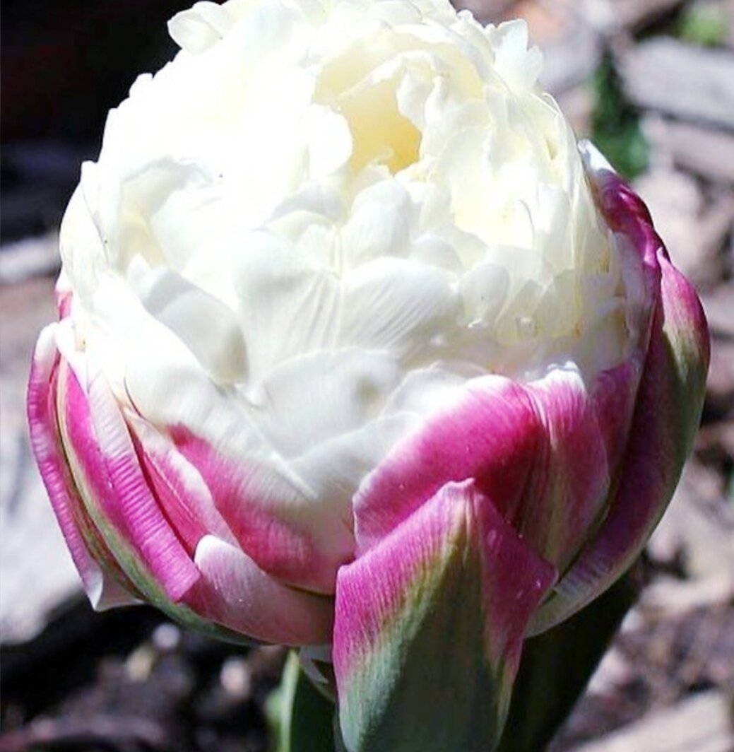 Тюльпан Айс крим