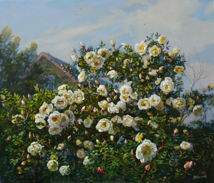 Сегодня ехала на работу и видела точно такие же кусты цветущего шиповника