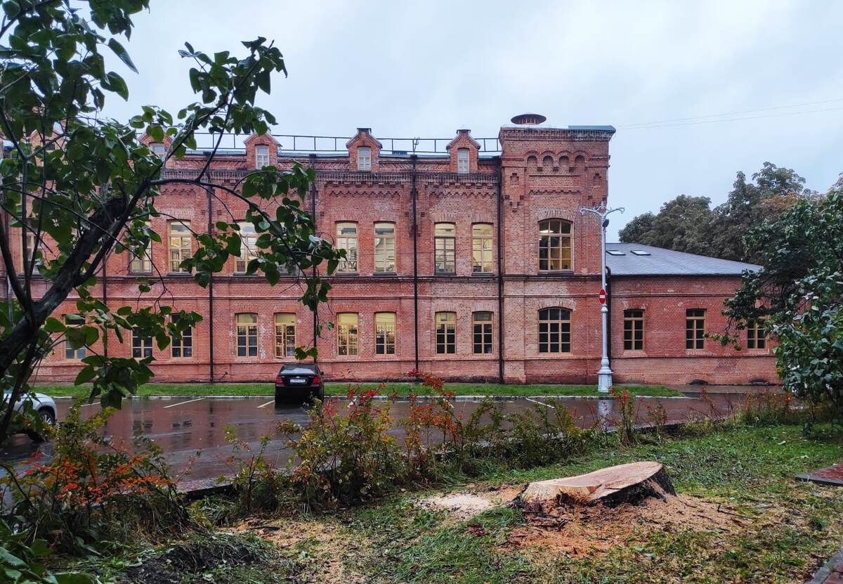    В Брянске рухнуло дерево на здание 51-й школы avchernov