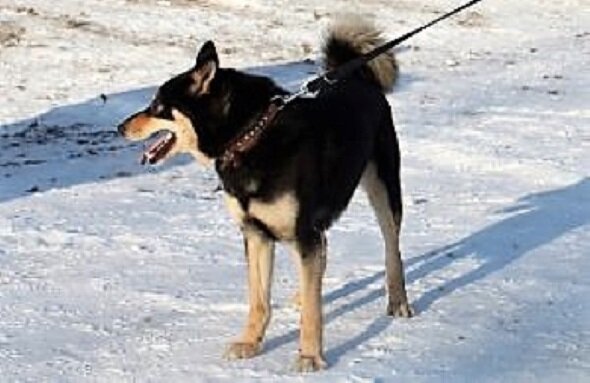 Лайка восточно-сибирская - редкий участник выставок 