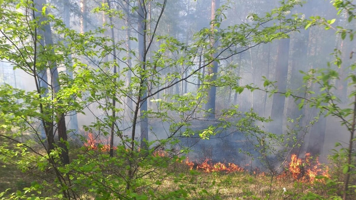     В Хакасии за неделю случилось 12 пожаров, 11 из которых начались из-за грозы. Прямо сейчас пожарные тушат четыре возгорания.
