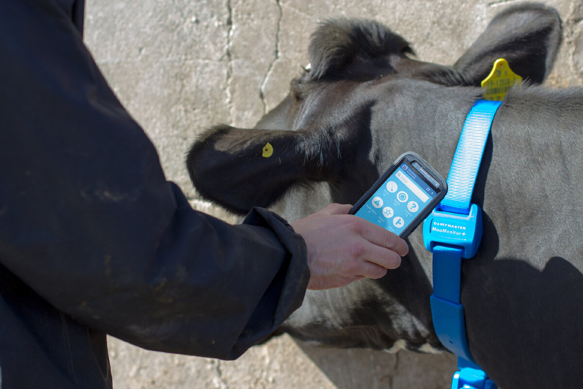 Умные гаджеты и датчики для домашних животных и скота. Определяют состояние животного