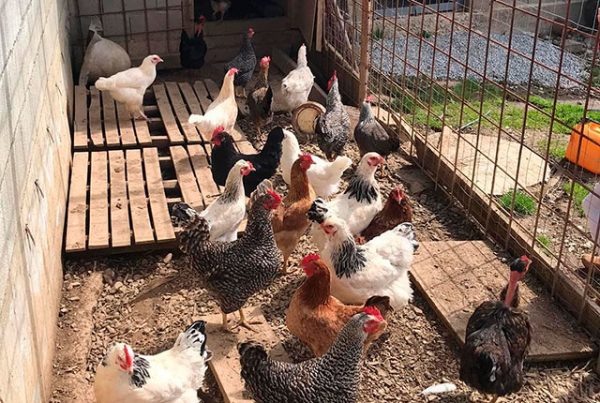Чего не следует делать при введении новых цыплят и кур в стадо
