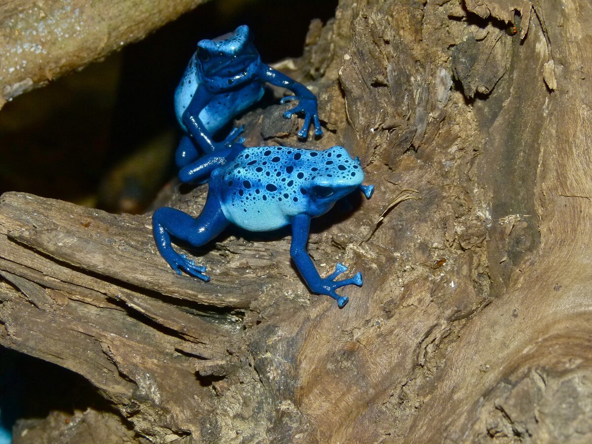 Dendrobates tinctorius на дереве. Фото: flickr.com / Bernard DUPONT.