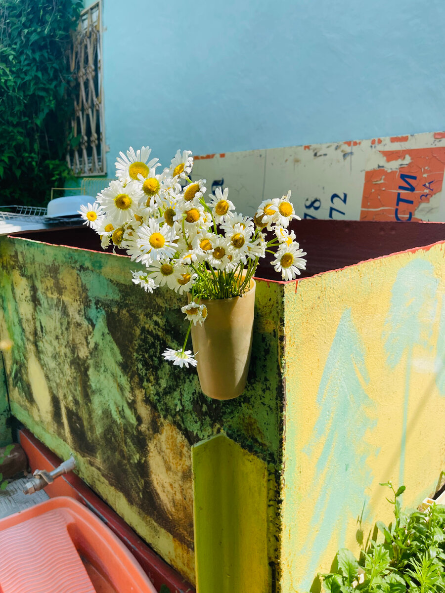 Ромашки на баке. Фото автора. 