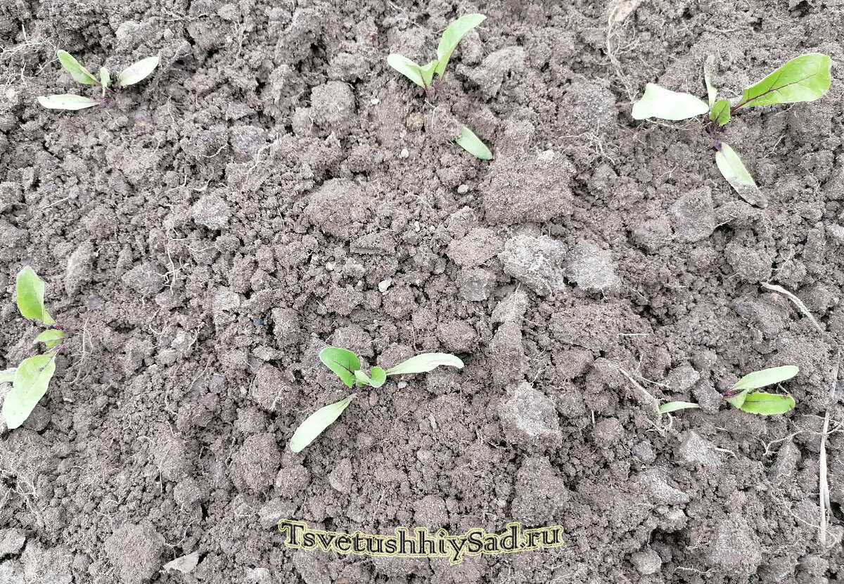 Свёкла в начале июня.