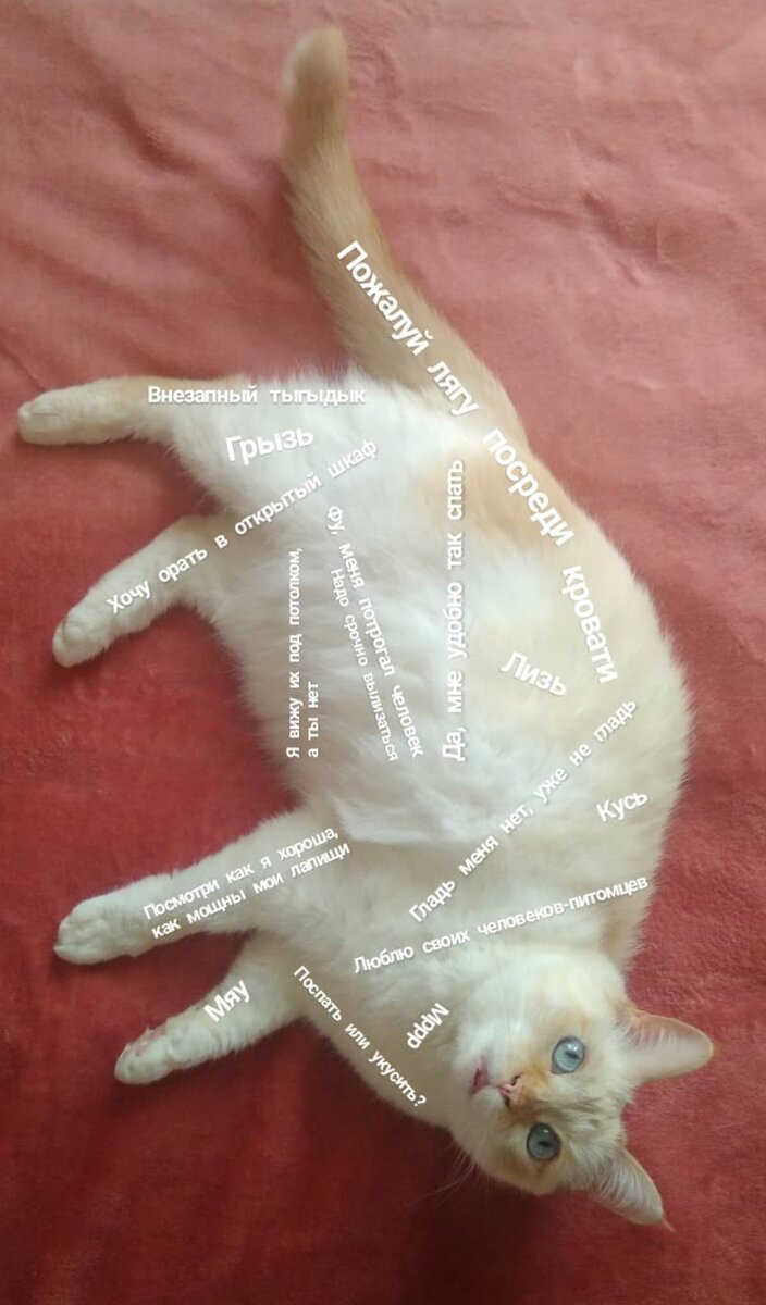 #кошки #животные #котэ #ликалепни #котики