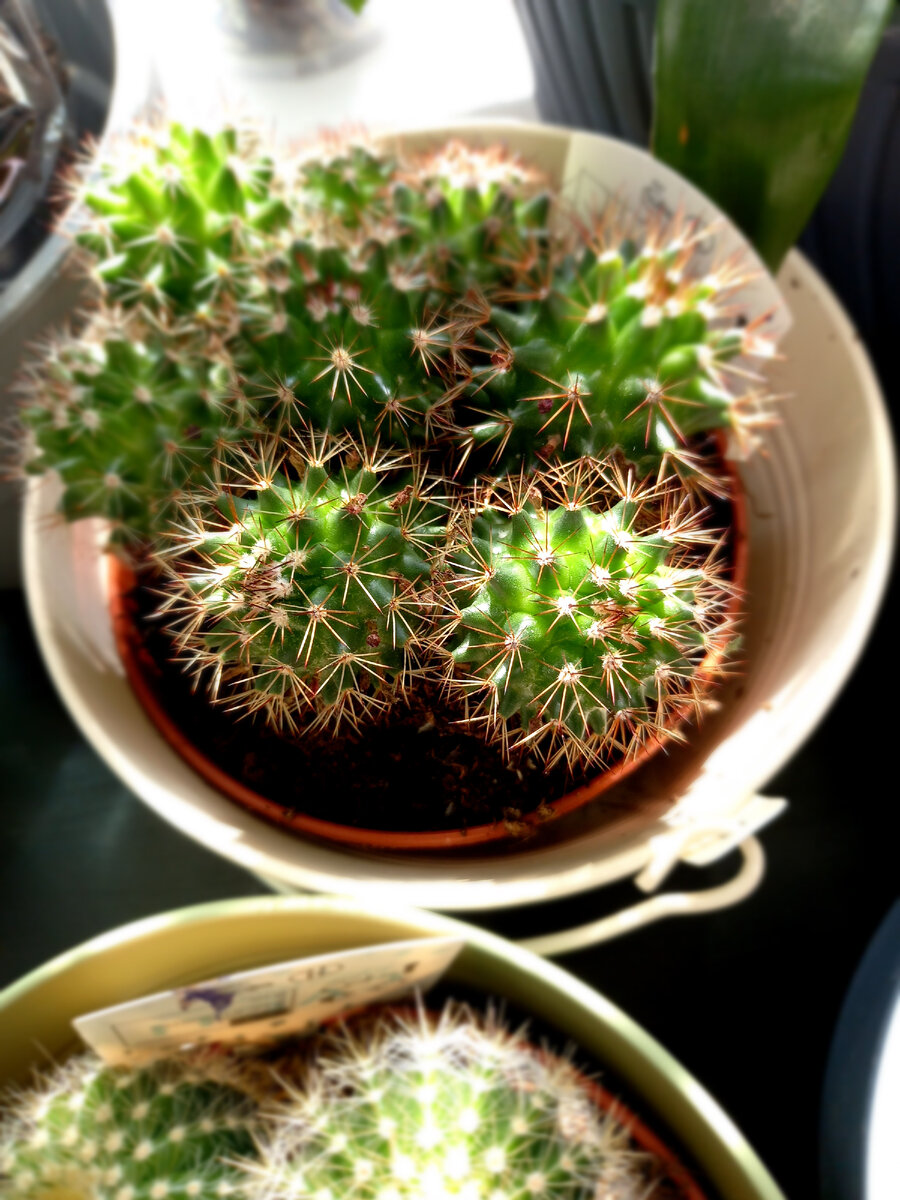 Красивый кактус в магазине 