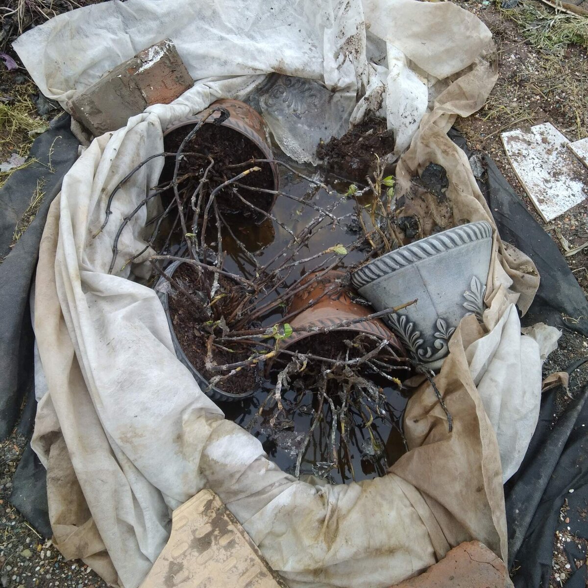 Помните Дорогие Мои я рассказывала и показывала в одной из статей зимовку моих Крупнолистных Гортензий посаженых в горшки . Осенью 2022 года я решила их сохранить зимой в глубокой яме от пластикового пруда. Сверху были поставлены дуги и накрыла несколькими слоями спандбола. Весной меня ждала вот такая картина на фото. Яму полностью, до самого верха затопило талыми или грунтовыми водами. Гортензии в ней просто плавали по самые макушки, нижние горшки полностью были под водой. В довесок ко всему  эта вода в апреле замерзла и горшки и ветки полностью оказались вмерзшие в лед, поэтому самые нижние горшки я долго не могла достать, вплоть до середины мая, лед  не отпускал их.