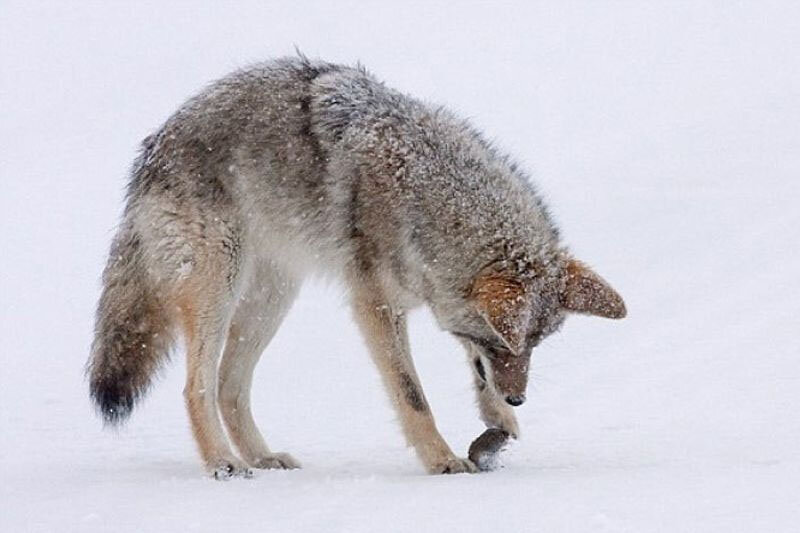 Волк советская открытка. Лиса нюхает волка. Волк и мышонок. Мышка и волк. Волк и мышь.