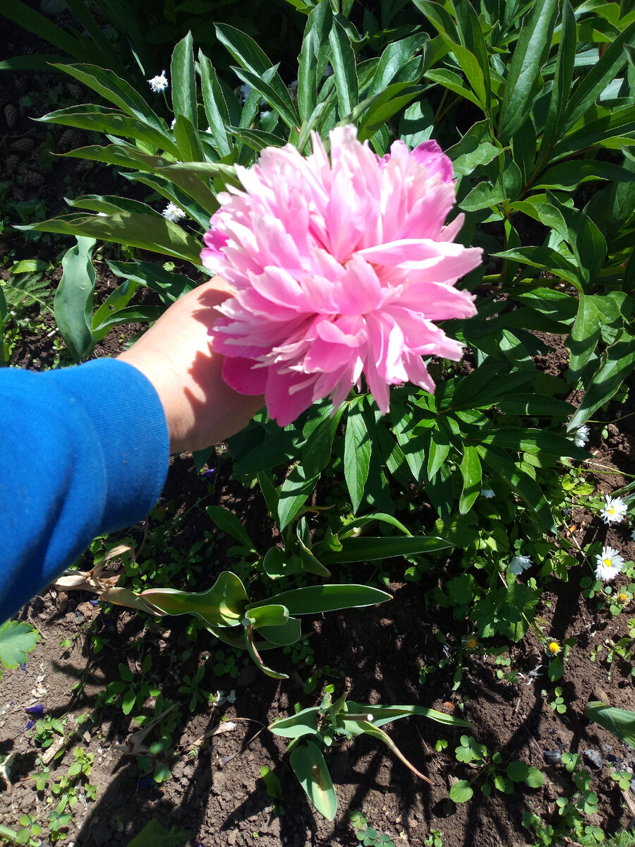 Обожаю запах пиона