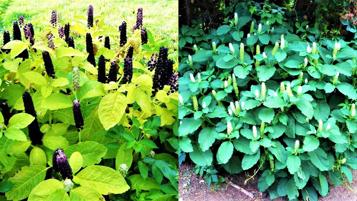 Красивые цветы, которые со временем вытеснят сорняки! | GardenLife | Дзен