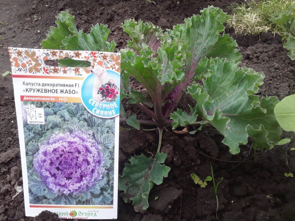 Осенью покажу какая реальность вырастет из этого ожидания