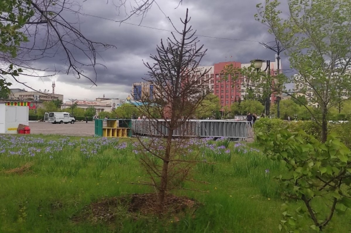    Читинка пожаловалась на засохшие ели на площади Ленина