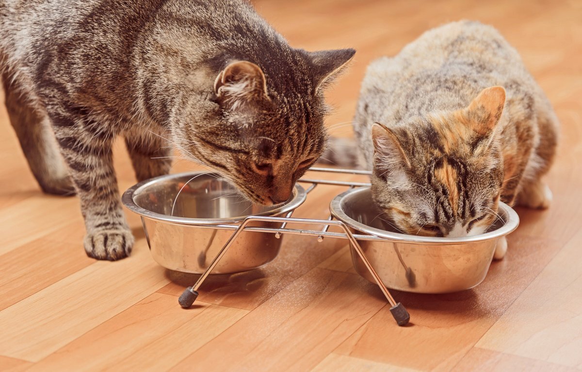 Можно кормить кошку разным кормом
