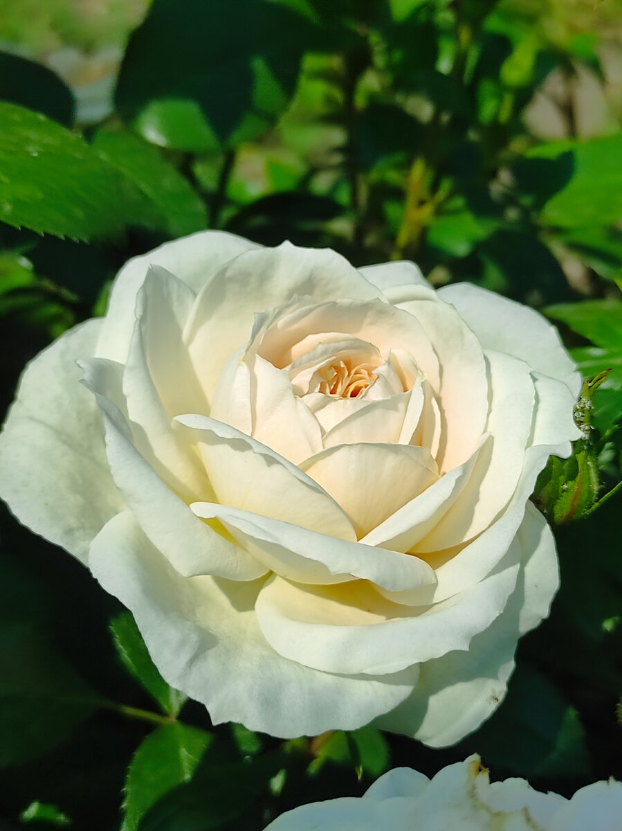 Все женщины любят цветы, но большинство из них предпочитает розы.🌹🌹🌹 |  Розарий🌹Ангелочек | Дзен