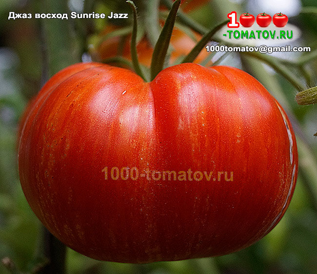 Томат Джаз восход Sunrise Jazz фото 2