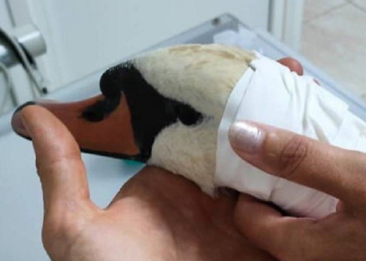    Люди до последнего надеялись спасти прекрасного лебедя.