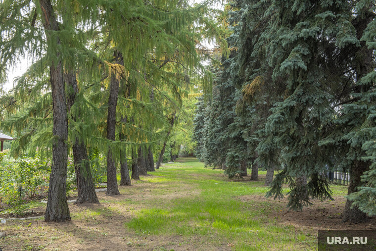 План черняевского леса в перми