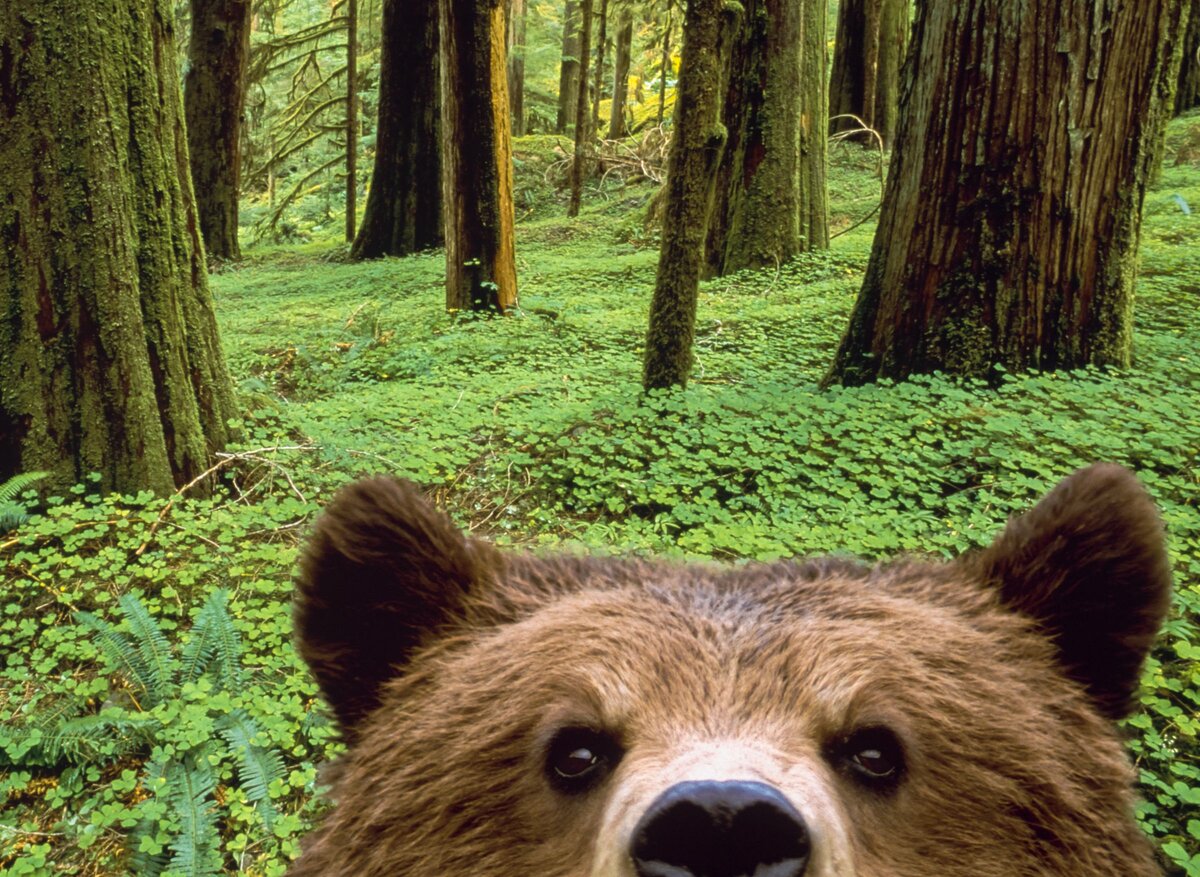 Медведь выглядывает. Беар Фунни. Медведь в лесу. Любопытный медведь.